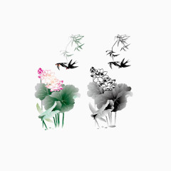 荷花 花卉 淡墨色  彩色