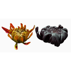 两种墨菊花苞图片素材