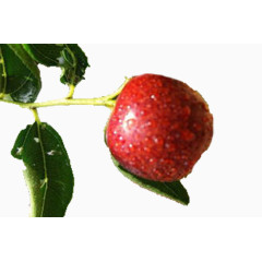 红色大枣雨后图片