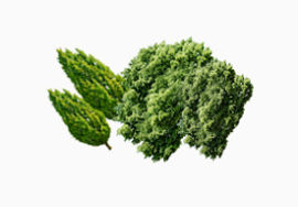 茂密树林