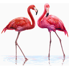 两只火烈鸟