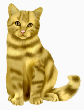 彩绘金黄色波斯猫正面