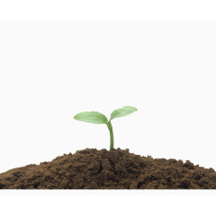 破土而出的嫩芽