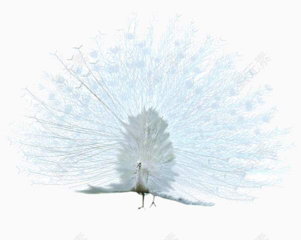 白孔雀