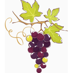 矢量卡通葡萄