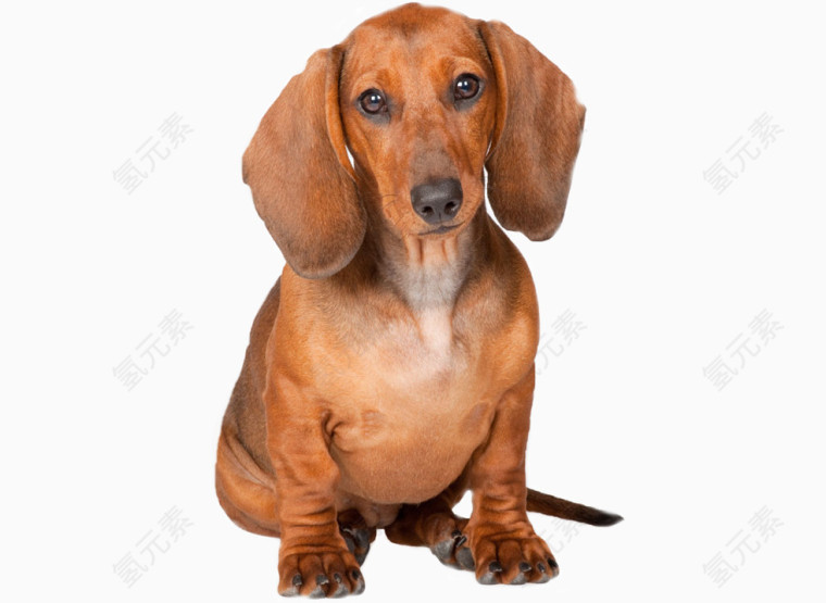 黄色腊肠犬