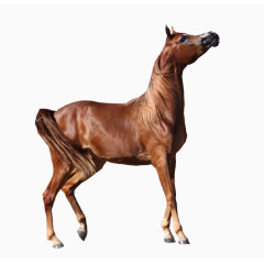 马儿 奔跑 马尾