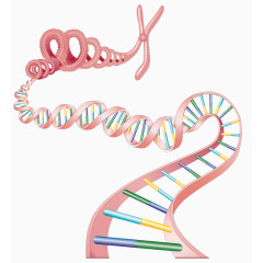 染色体遗传物质