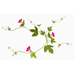 植物自然花草藤蔓装饰