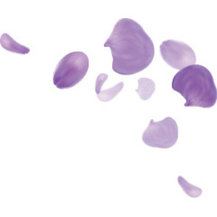 花，花瓣，淘宝素材，紫色