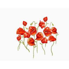 矢量红色妖艳罂粟花