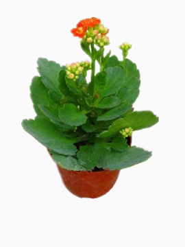 盆栽长寿花