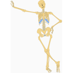 医学人体骨架