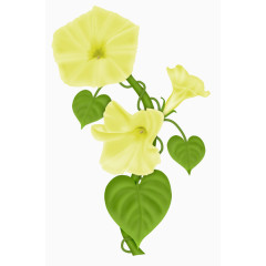 简单白色喇叭花