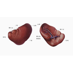 中医养生内脏器官脾脏