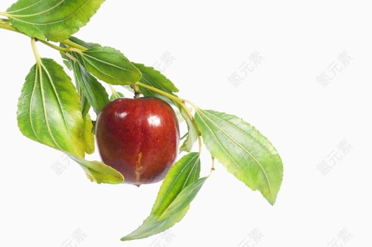 红枣