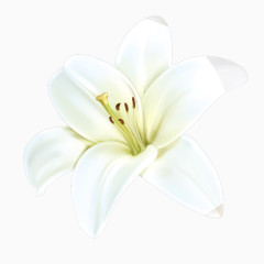 手绘百合花装饰