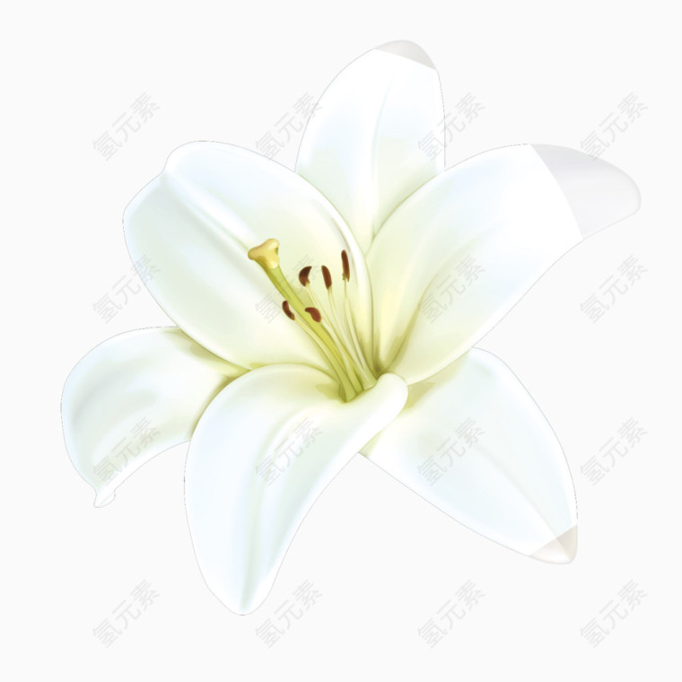 手绘百合花装饰