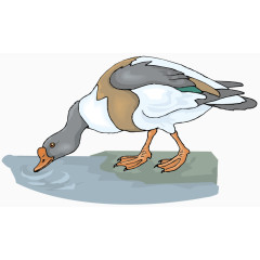 矢量鸭子喝水素材