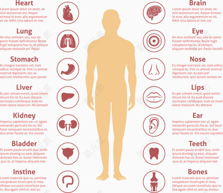 人体器官图标注释矢量素材
