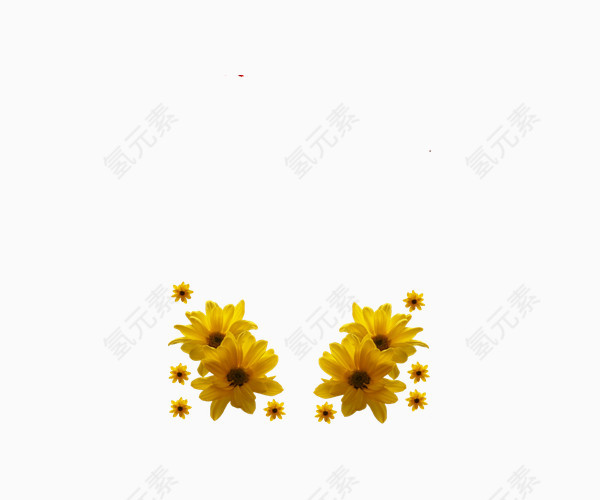 黄色格桑花