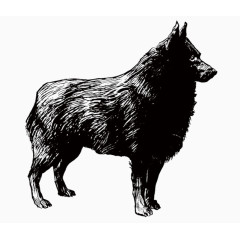 野猪