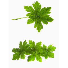 天竺葵叶子免抠素材