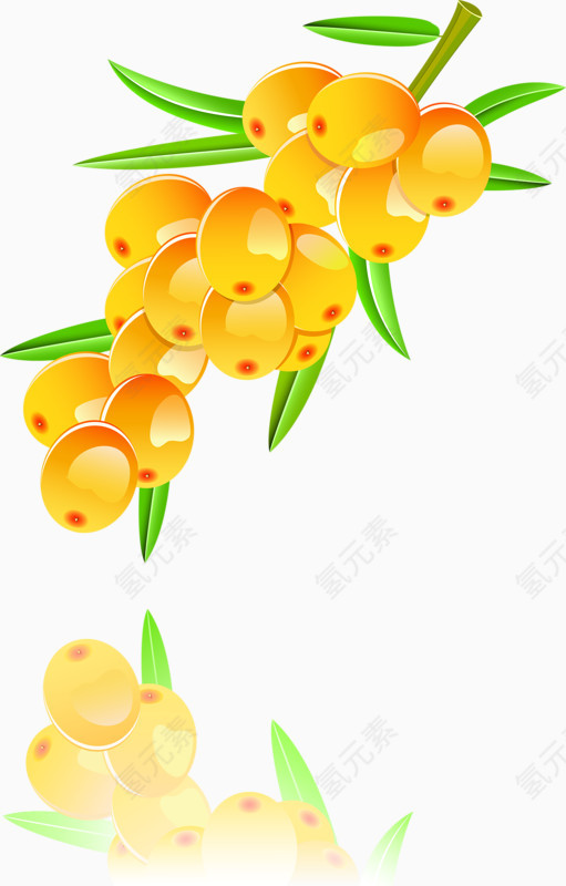 手绘沙棘