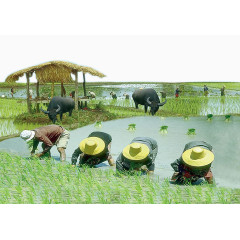 低头插秧的农民