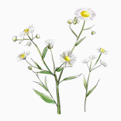 花朵彩绘图片背景