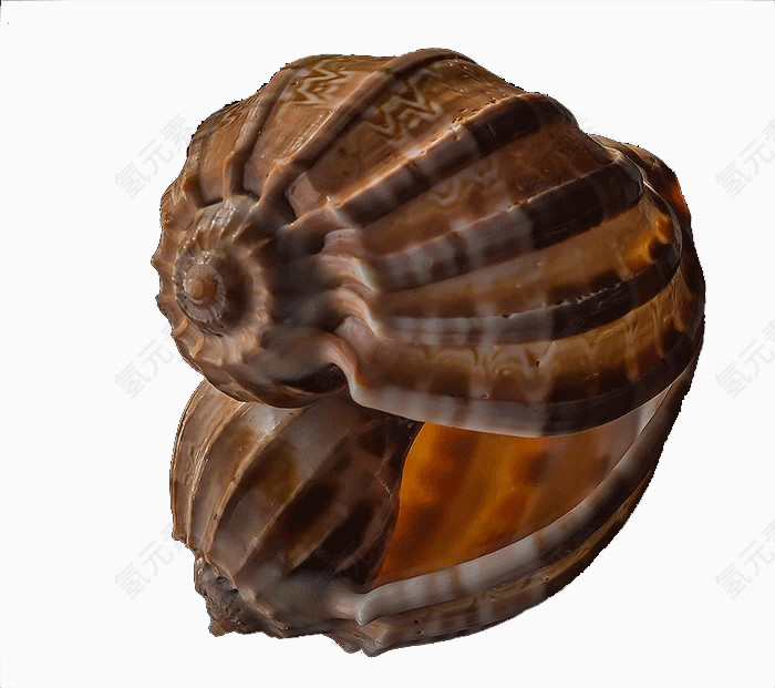 唯美贝壳