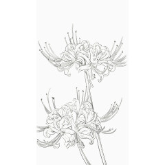 清新手绘线稿花卉彼岸花曼珠沙华