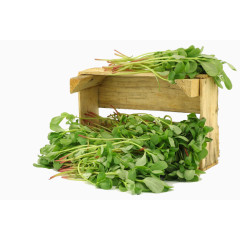 大叶马齿苋摄影