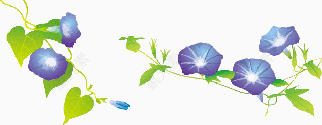 矢量牵牛花