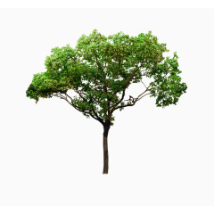 植物大树园林绿化