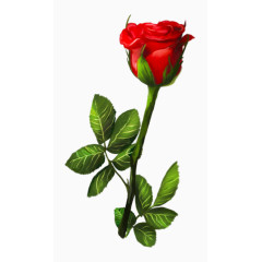 一只玫瑰花