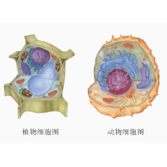 动植物细胞图