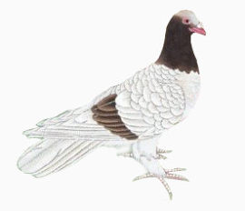 鸽子