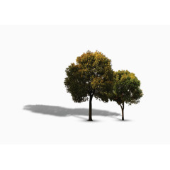 两棵景观树绿化