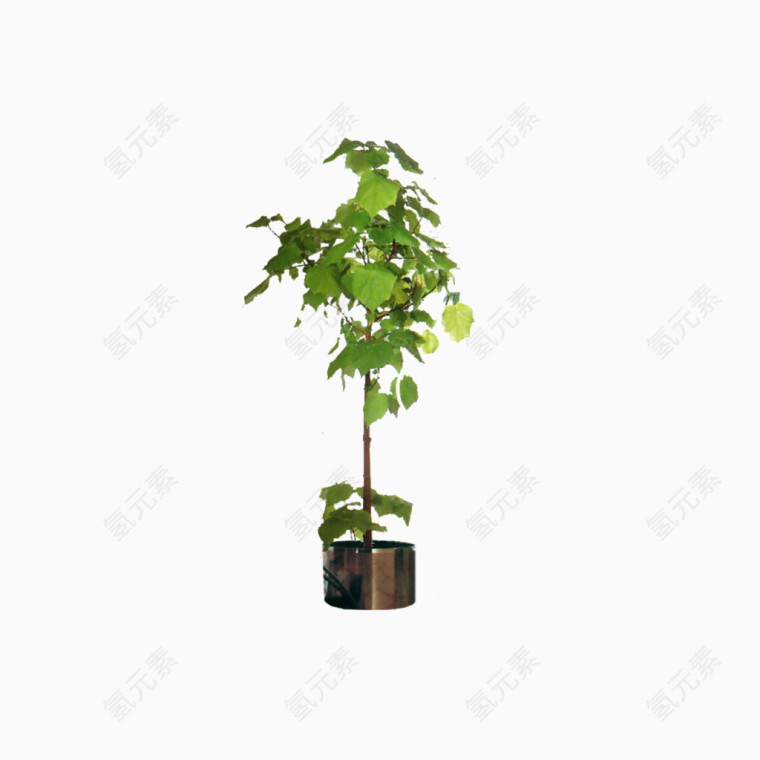 树枝模型