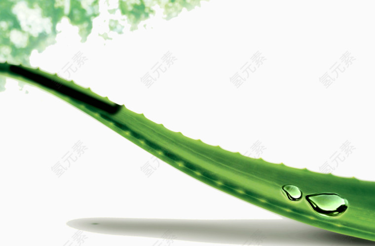 创意芦荟水滴