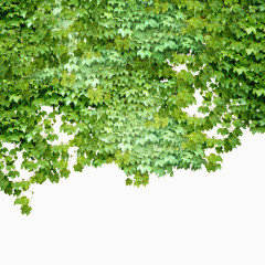 墙头爬山虎免抠素材