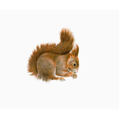 可爱长尾巴小松鼠