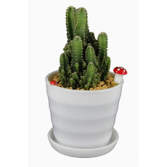 仙人掌小红蘑菇盆栽