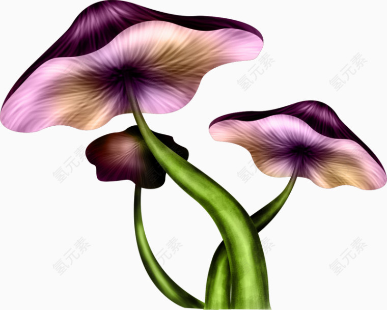 紫色的蘑菇