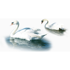 湖畔白色天鹅素材