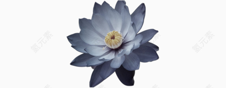 黑色效果莲花