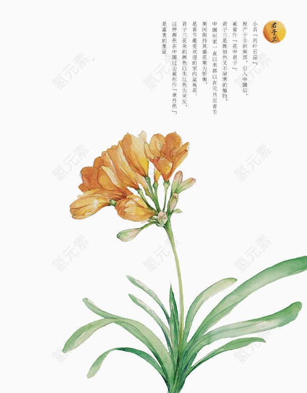 黄色君子兰
