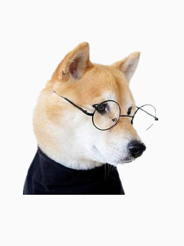 带眼镜的狗