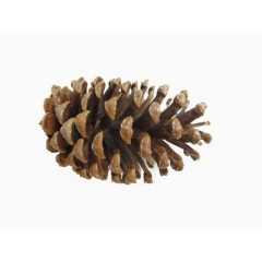 免抠素材松果图片